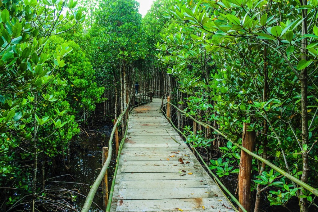 Puente para cruzar dentro de una selva